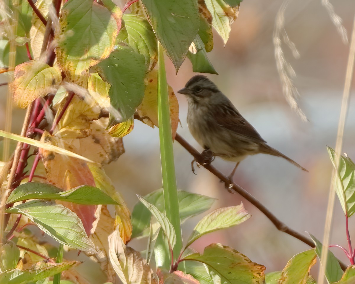 Swamp Sparrow - ML610644508