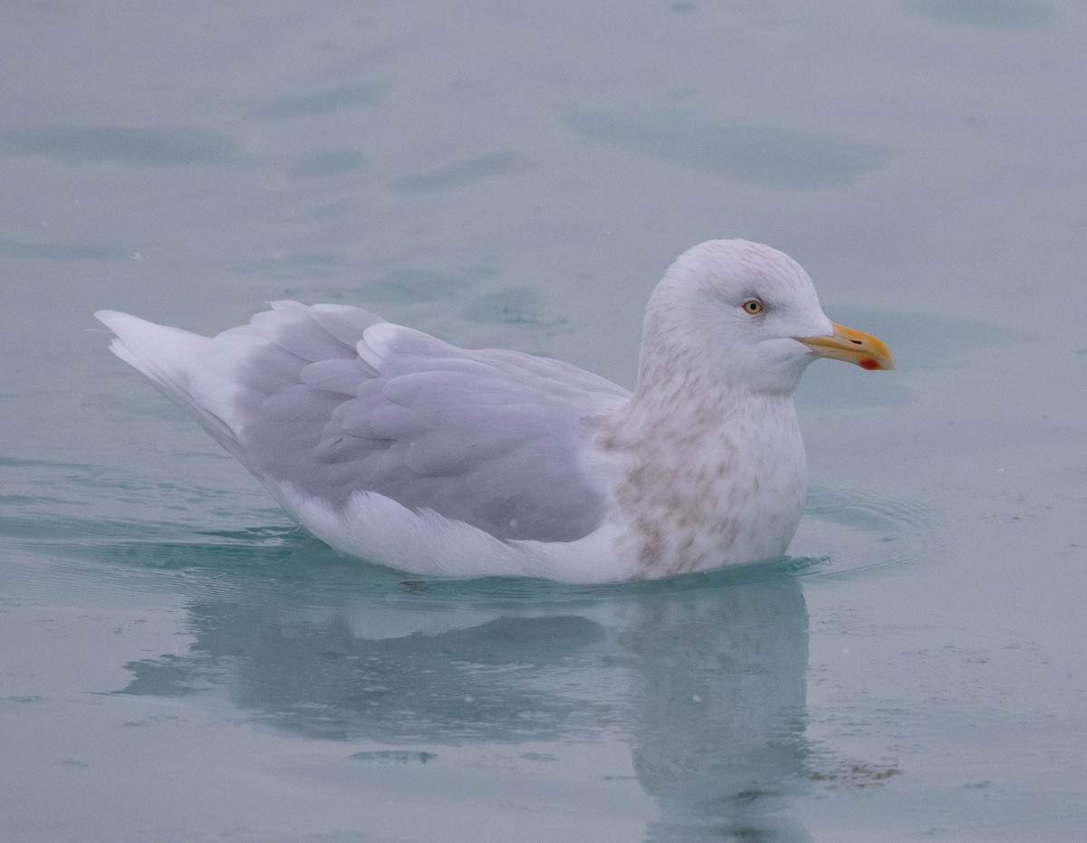 Glaucous Gull - ML610644594