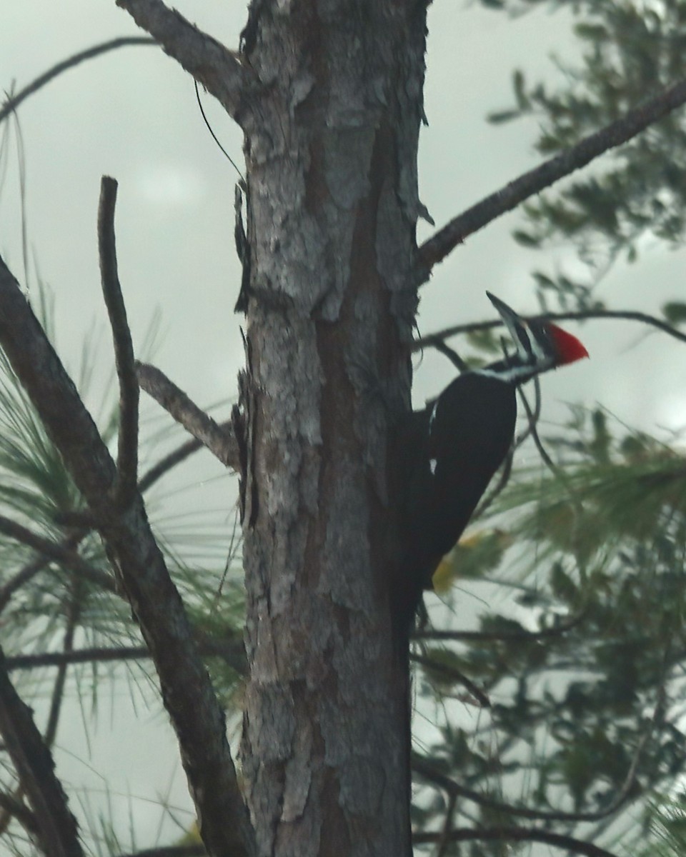 Pileated Woodpecker - Bob Andrini
