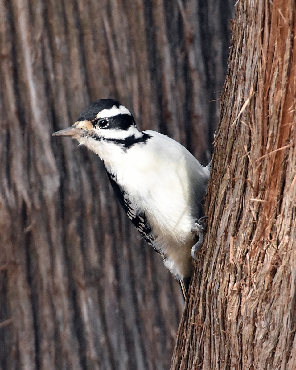 Hairy Woodpecker - ML610644632