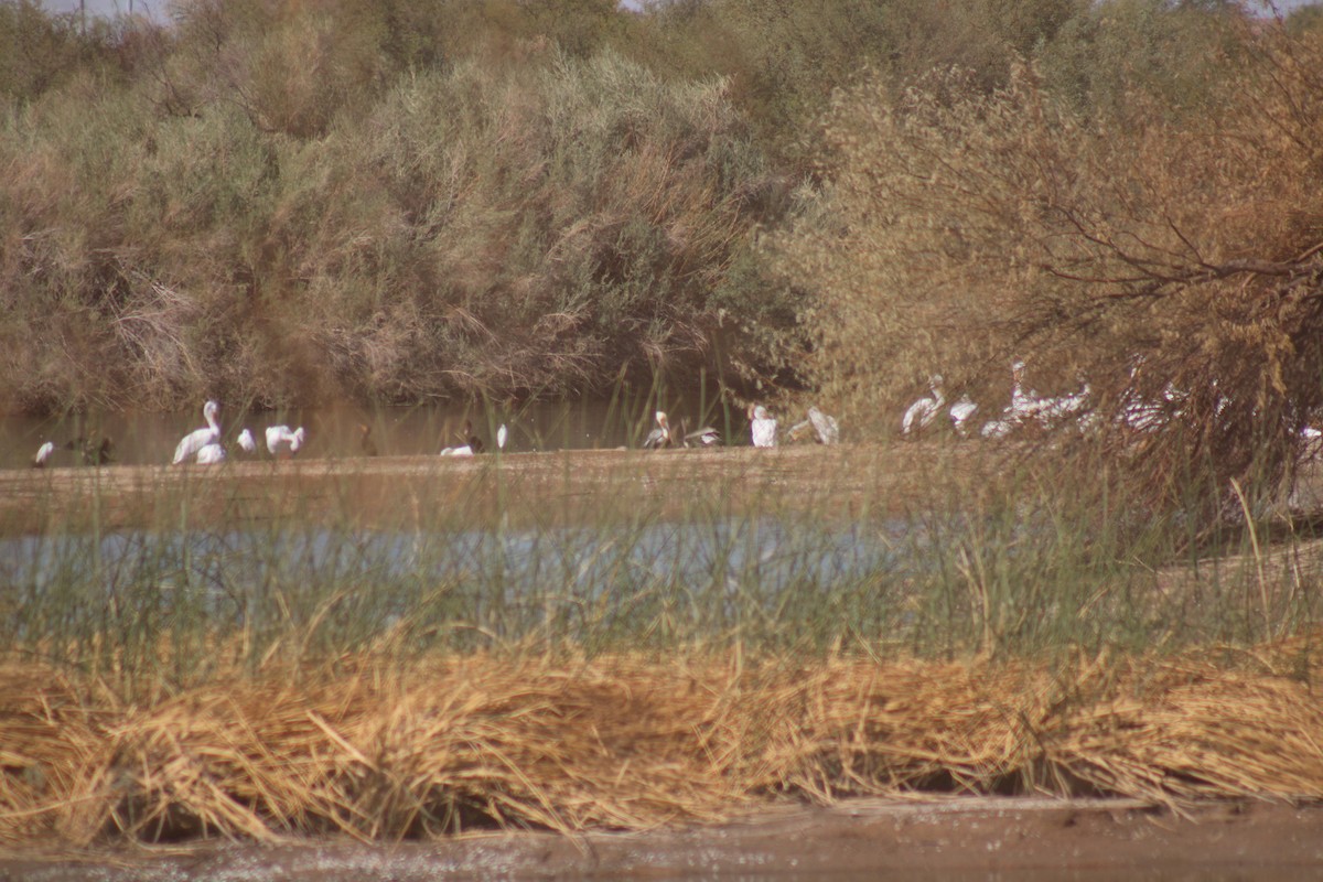 שקנאי חום - ML610644637