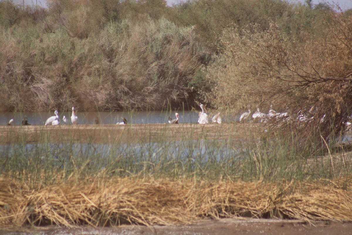 שקנאי חום - ML610644638