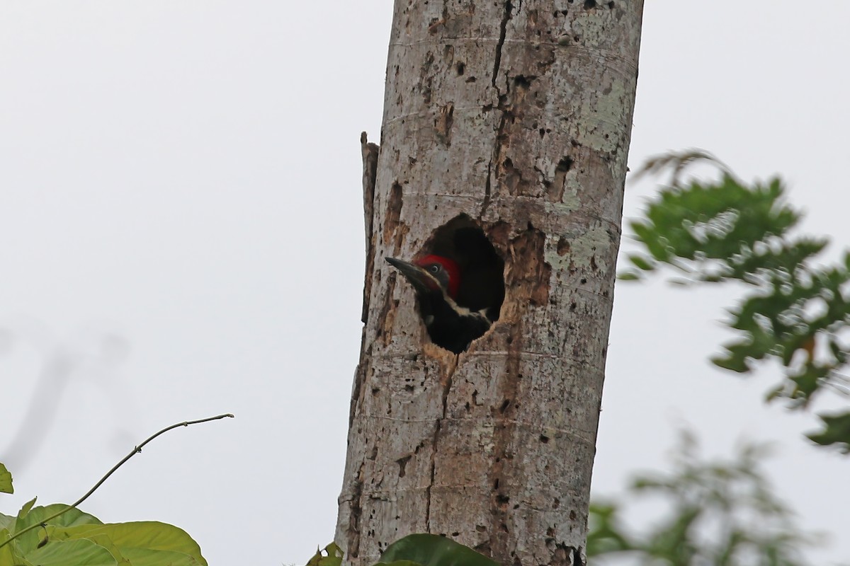 Lineated Woodpecker - Greg Scyphers