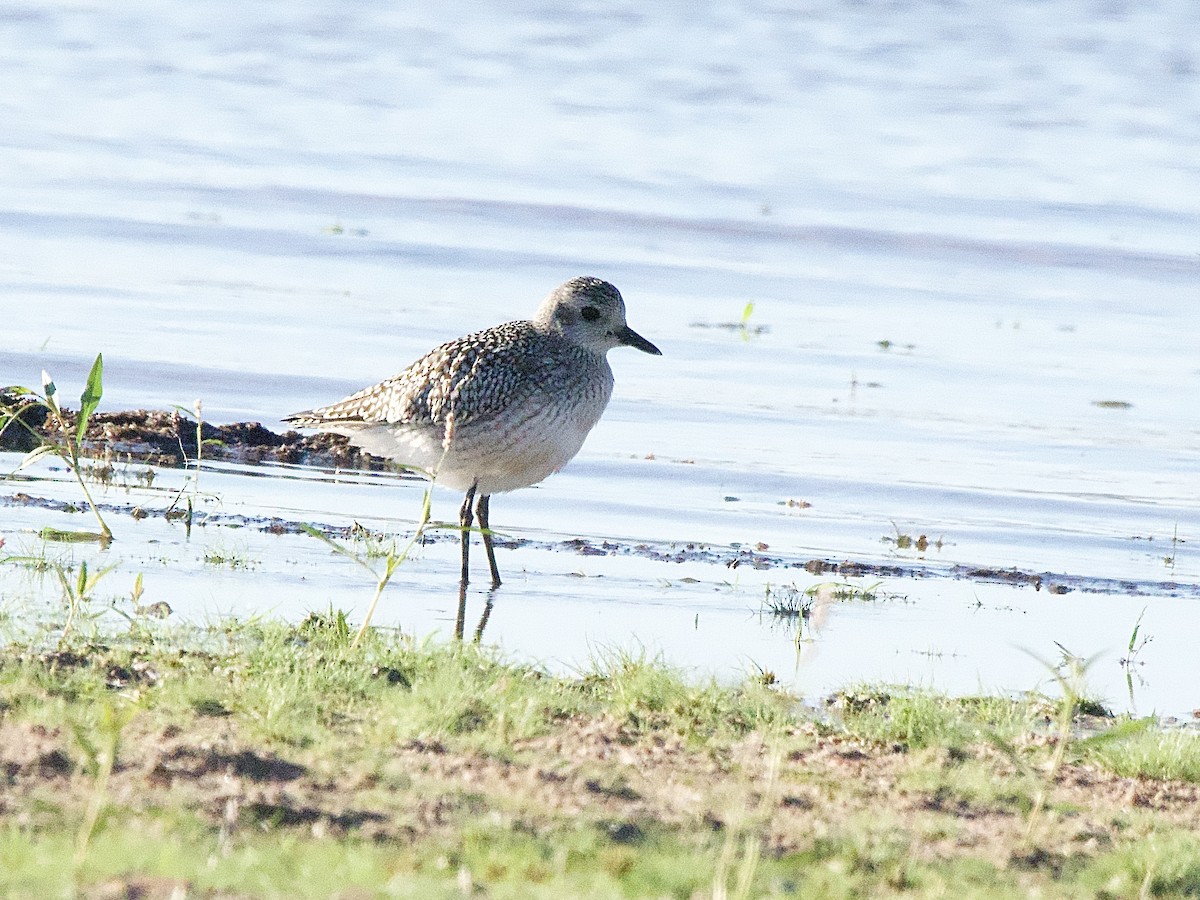 Black-bellied Plover - ML610644887