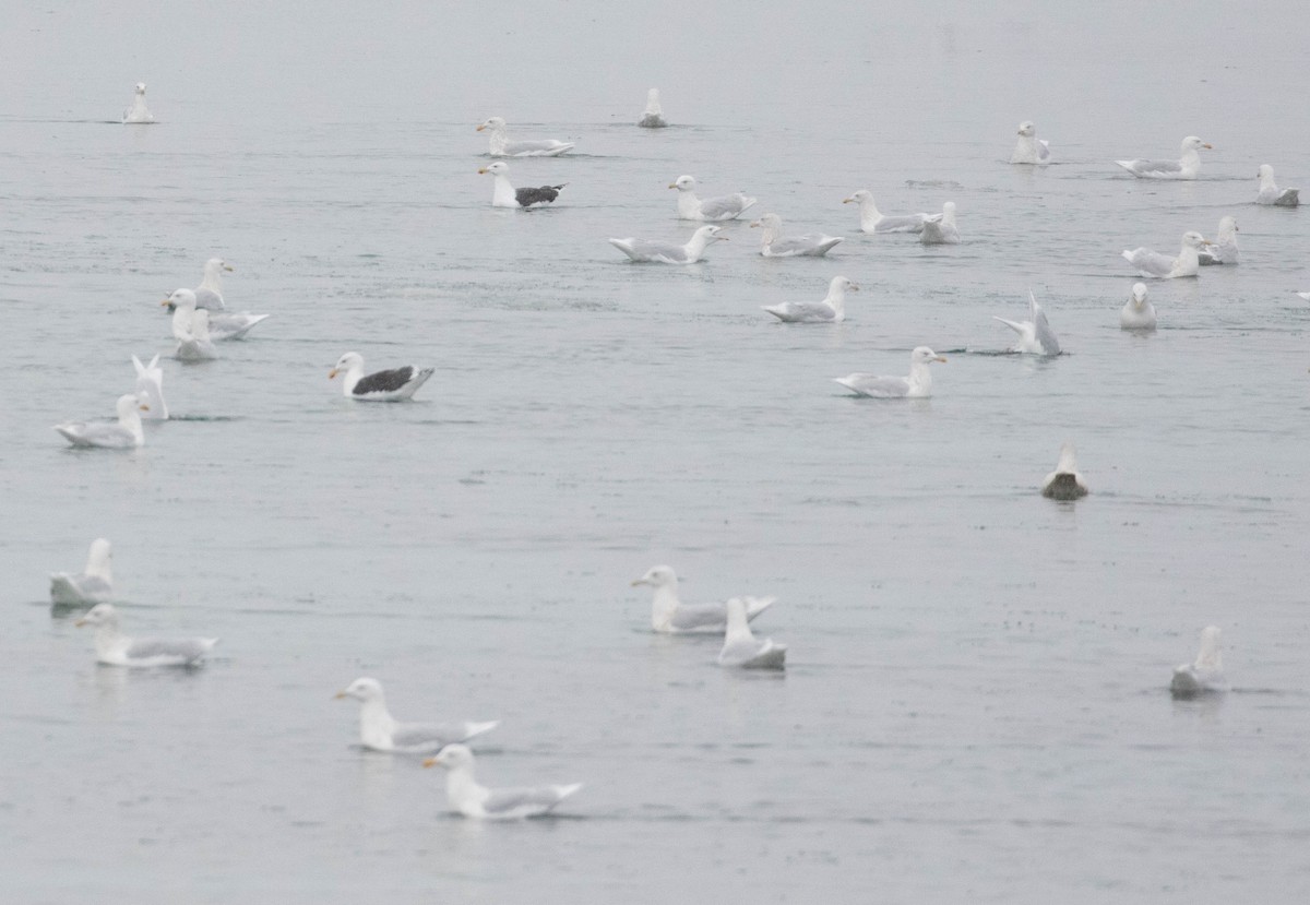 Great Black-backed Gull - ML610644958