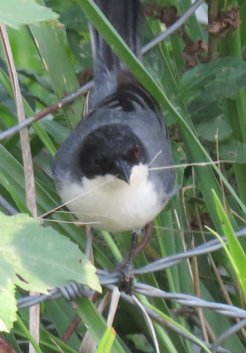 Monterita Cabecinegra - ML610645055