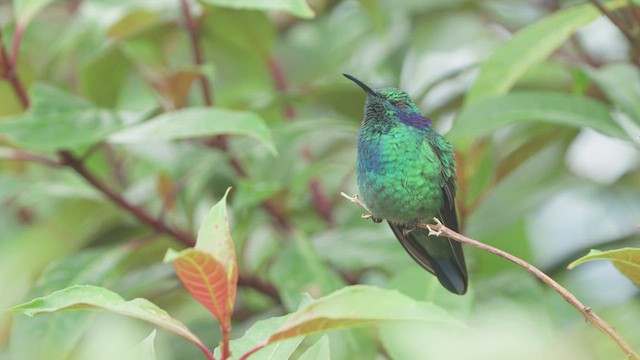 kolibřík modrouchý - ML610645305