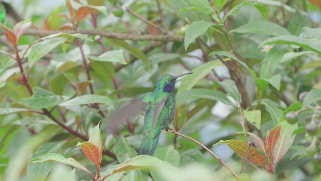 kolibřík modrouchý - ML610645306