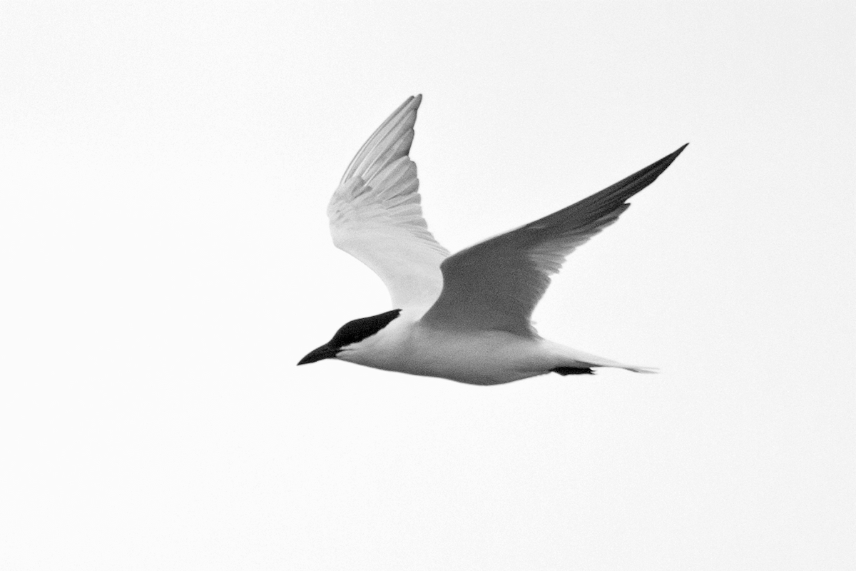 Gull-billed Tern - ML610645459