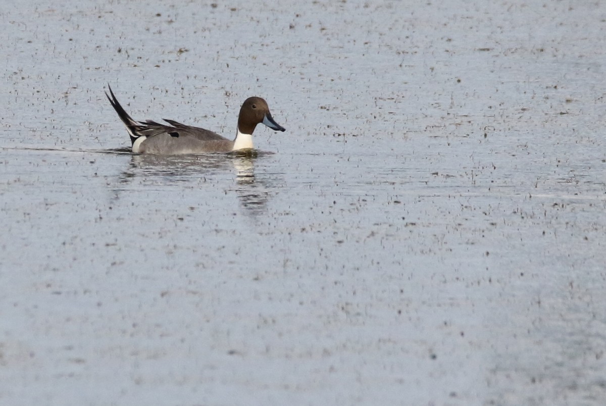 Northern Pintail - ML610645646