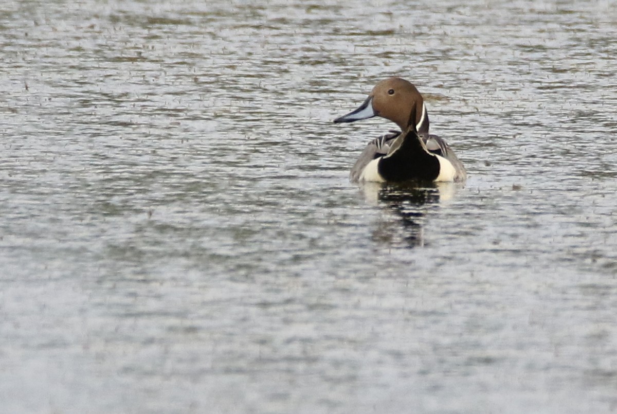 Northern Pintail - Claire Affagard