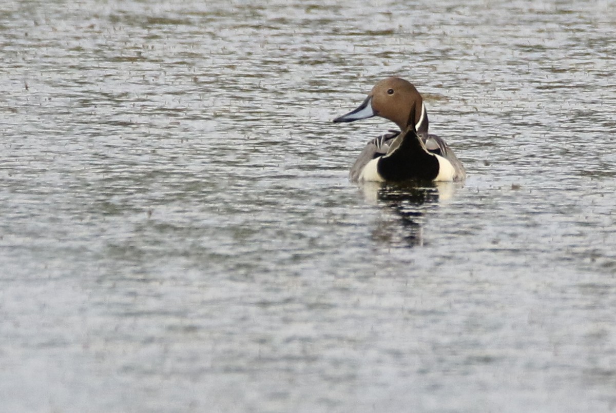 Northern Pintail - ML610645647