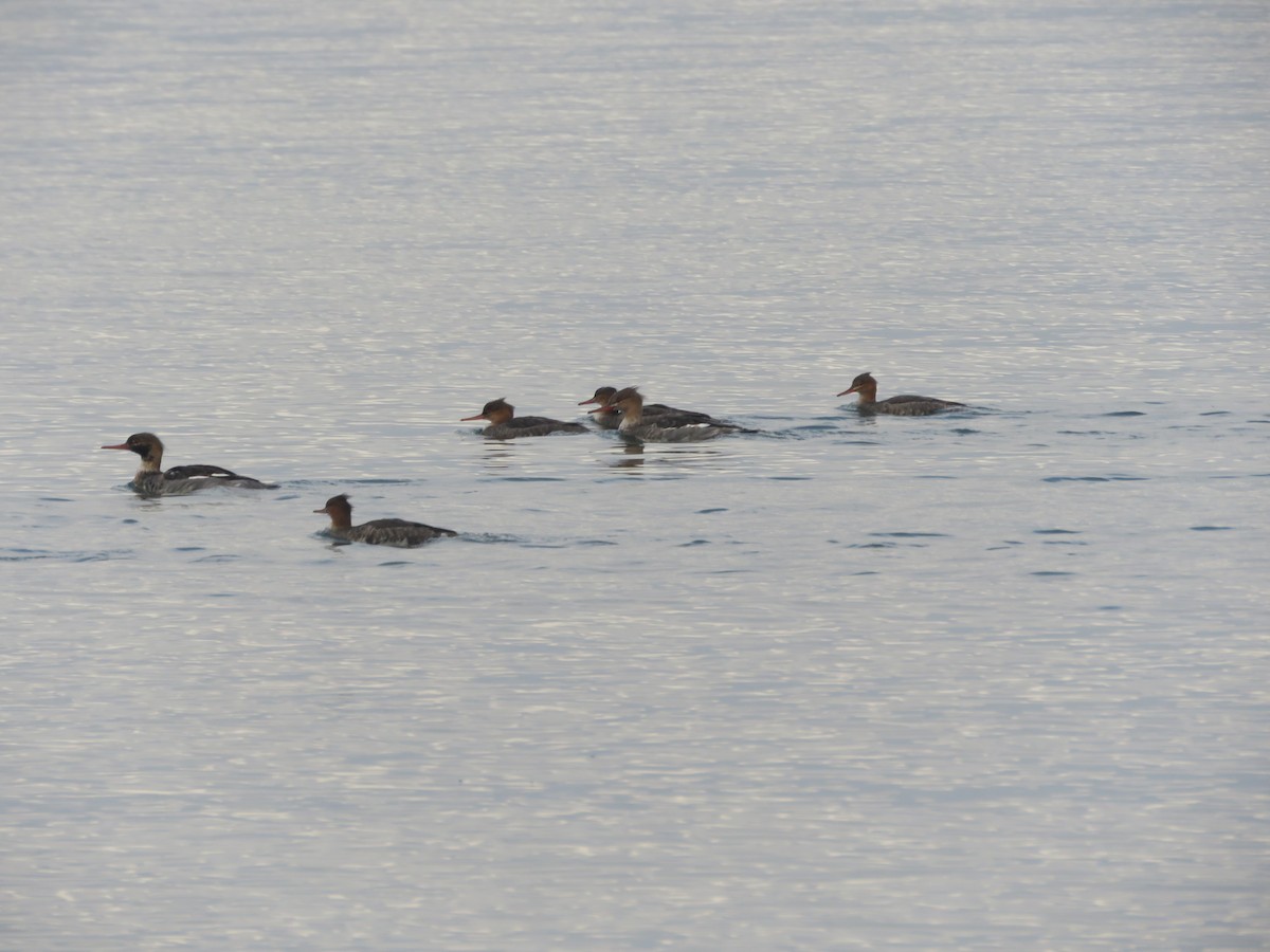 Red-breasted Merganser - ML610645769