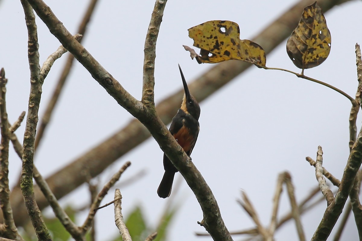 Jacamar sombre - ML610645850