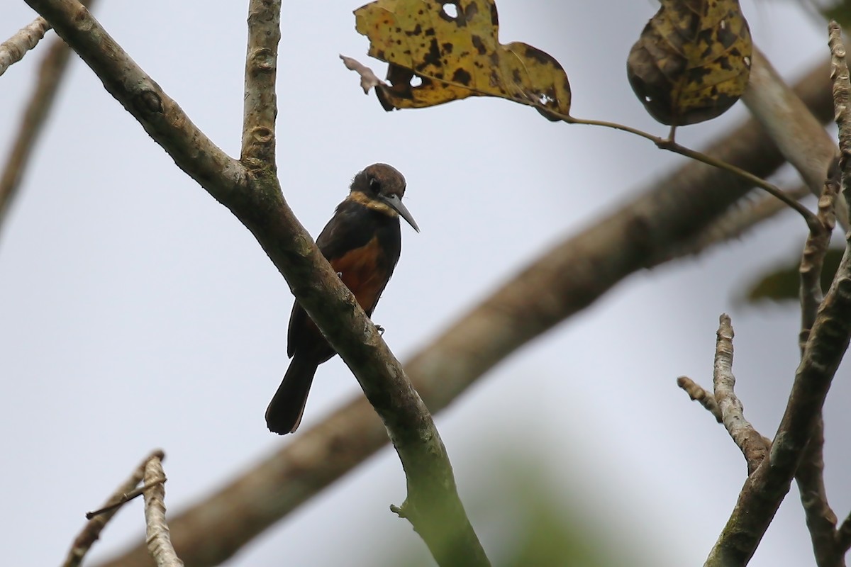 Dusky-backed Jacamar - Greg Scyphers