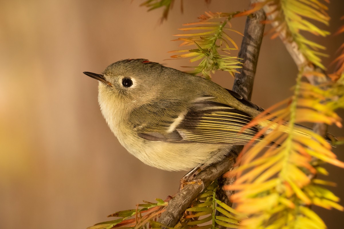 Ruby-crowned Kinglet - ML610645861