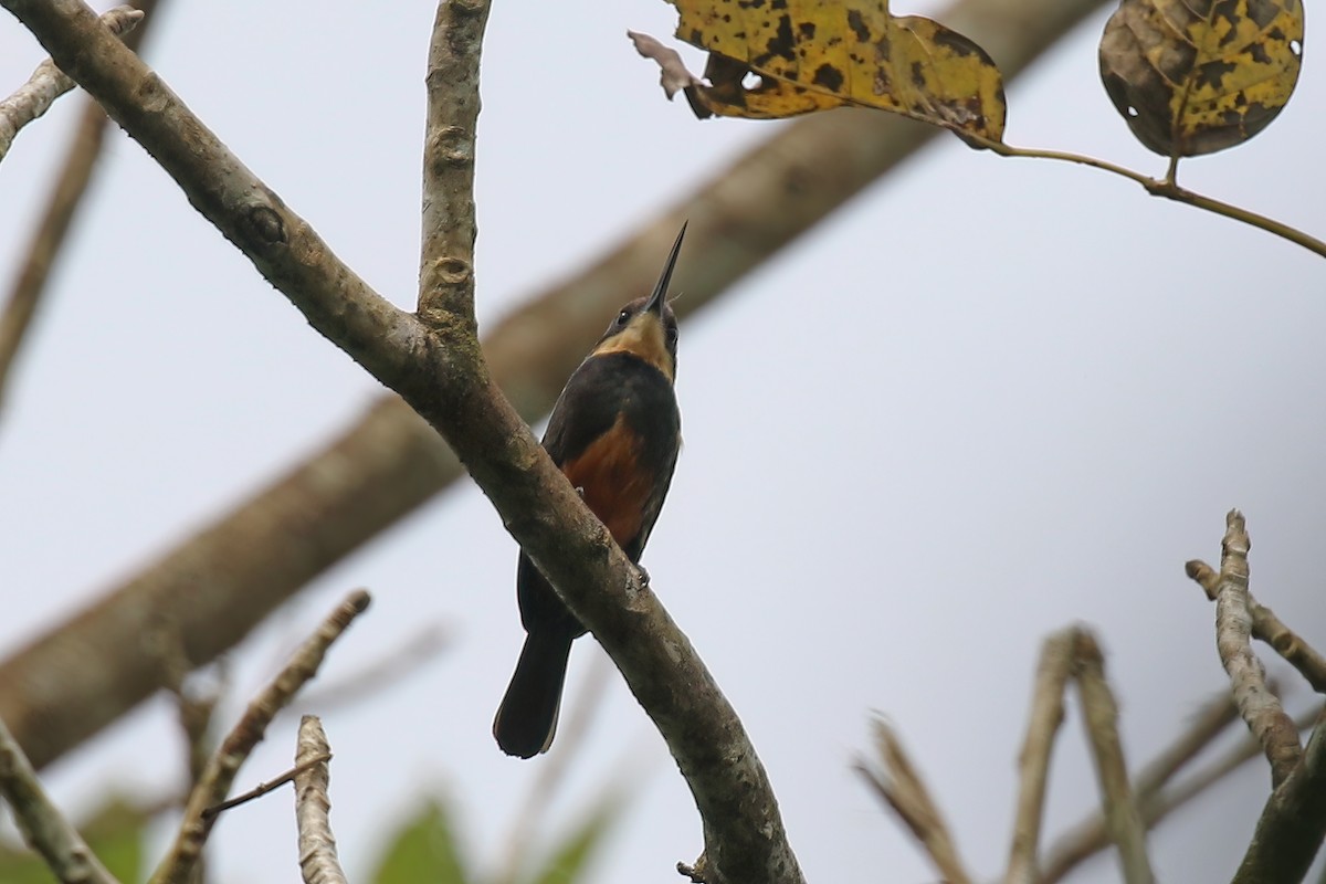 Jacamar sombre - ML610645872