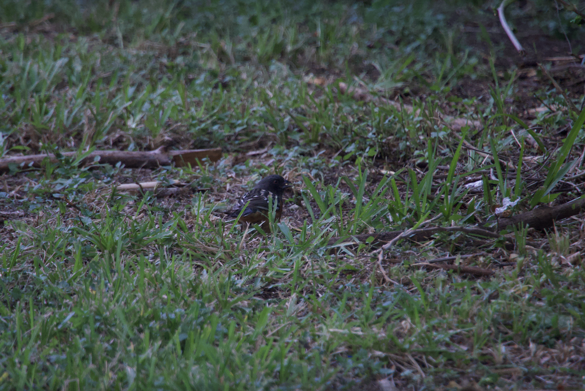 Spotted Towhee - ML610645874