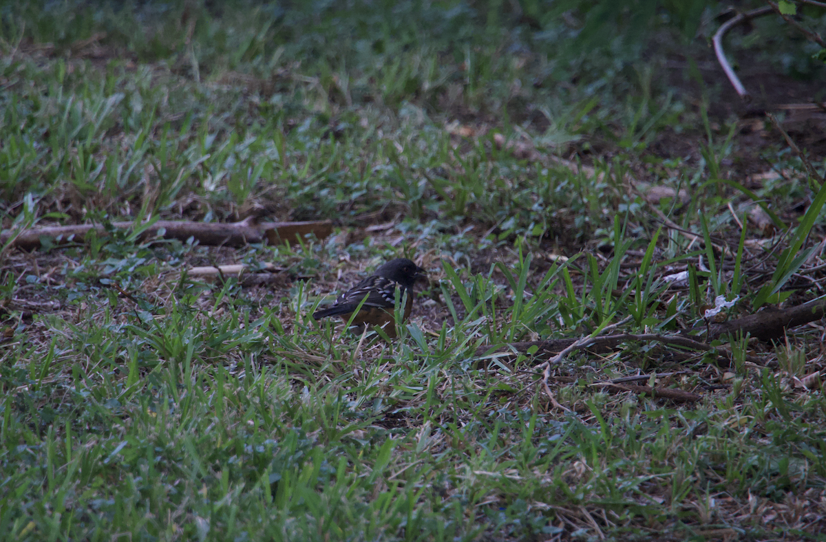 Spotted Towhee - ML610645875
