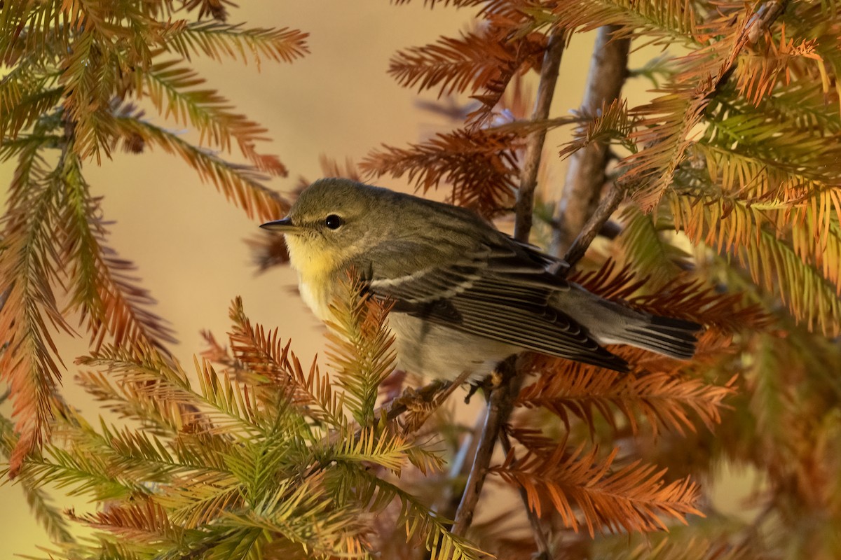Blackpoll Warbler - ML610645900