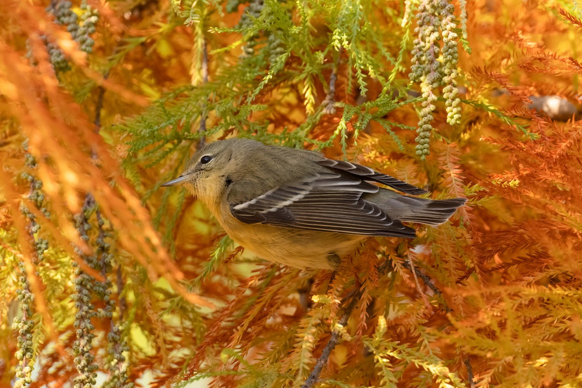 Blackpoll Warbler - ML610645901