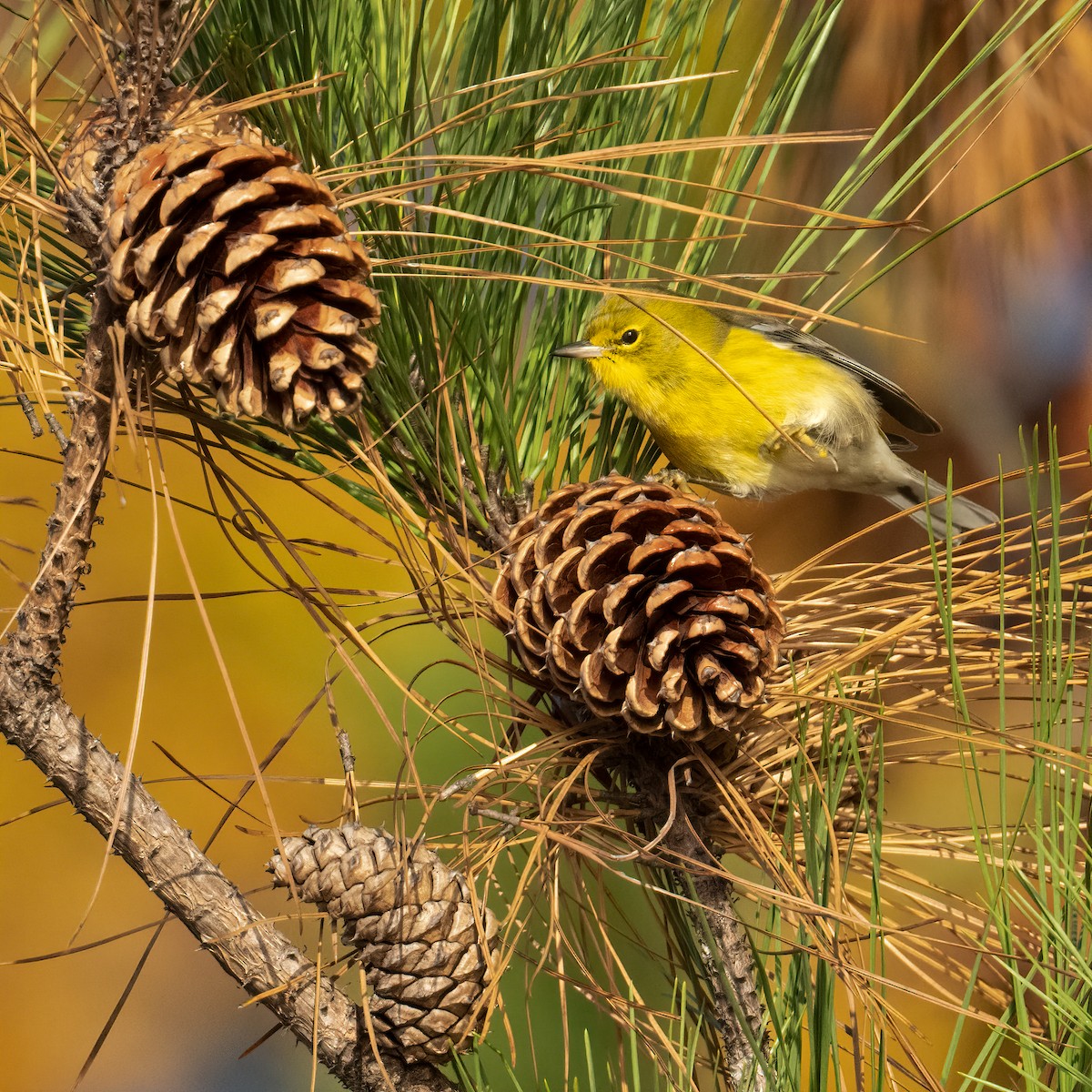 Pine Warbler - ML610645908