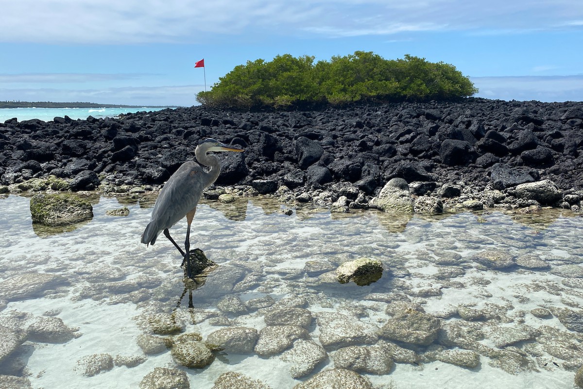 Great Blue Heron - ML610646047