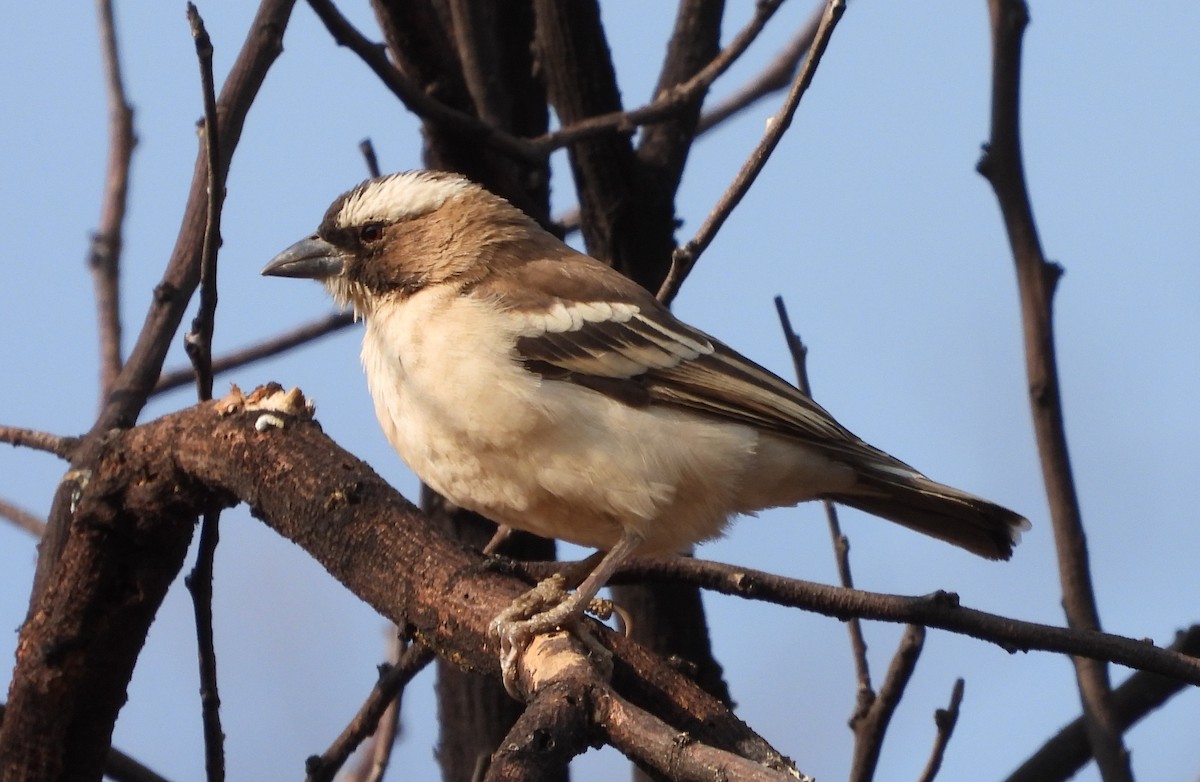 White-browed Sparrow-Weaver - ML610646134