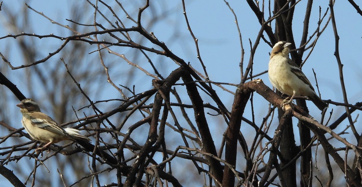 White-browed Sparrow-Weaver - Marie Furnish