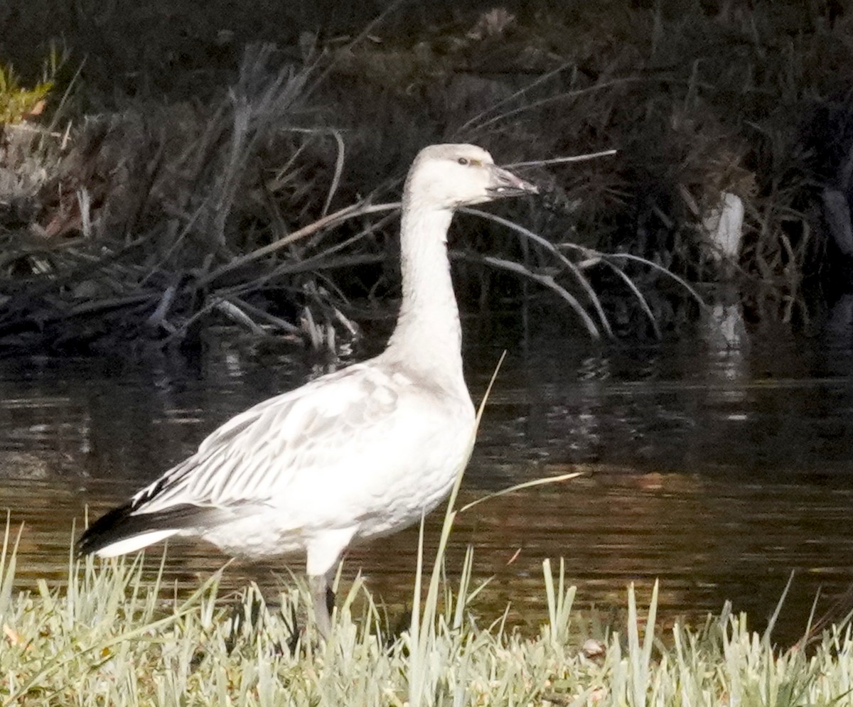 Snow Goose - ML610646237