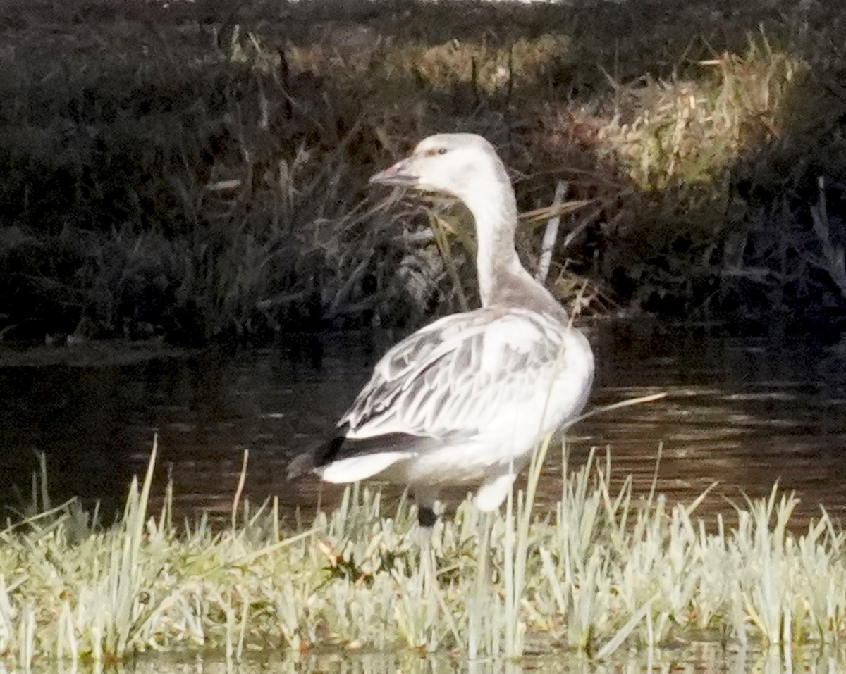 Snow Goose - Thomas Jackman