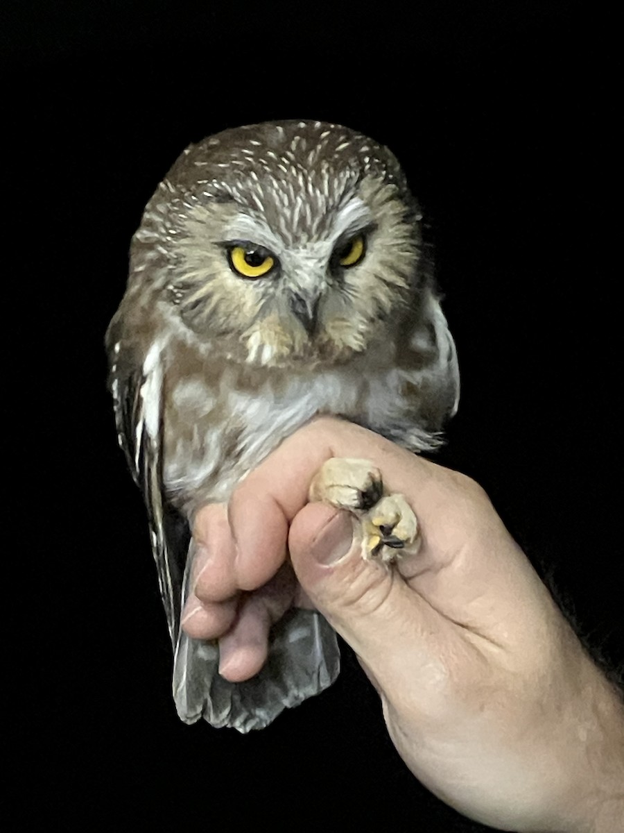 Northern Saw-whet Owl - R C Y