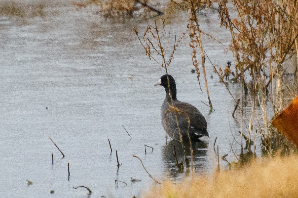 American Coot - Dawn S