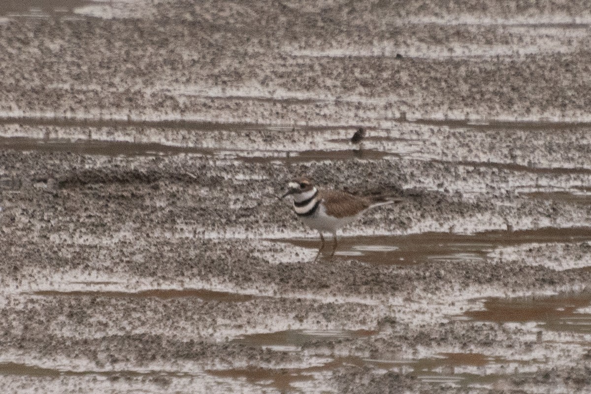 Killdeer - Dawn S