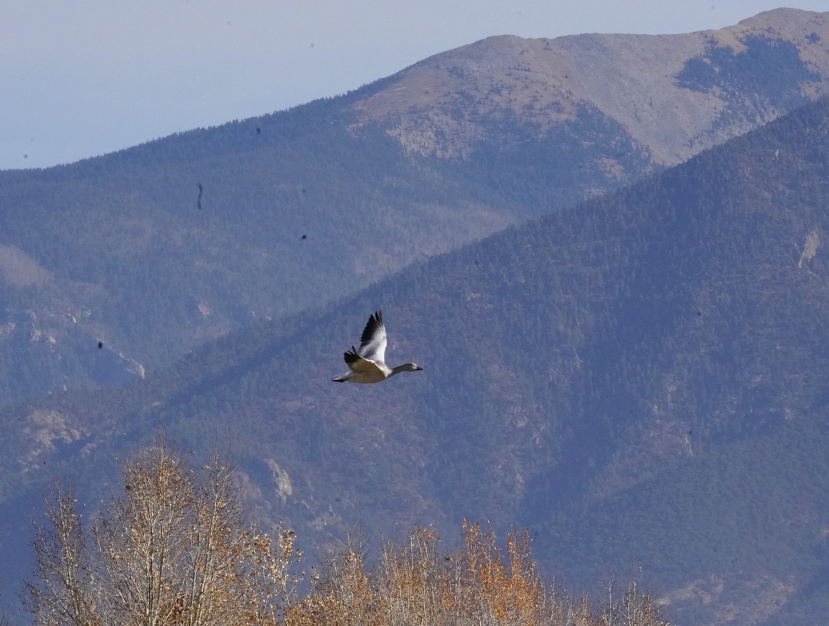 Snow Goose - Thomas Jackman