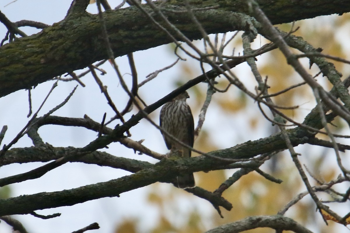 Sharp-shinned Hawk - ML610646329