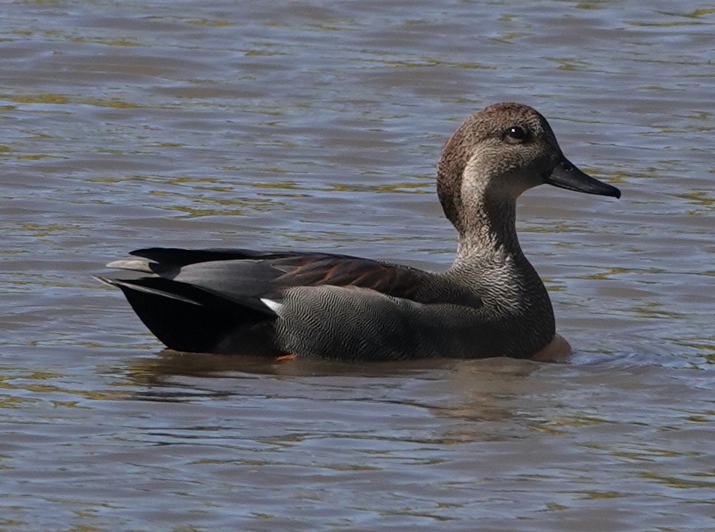 Gadwall - ML610646393