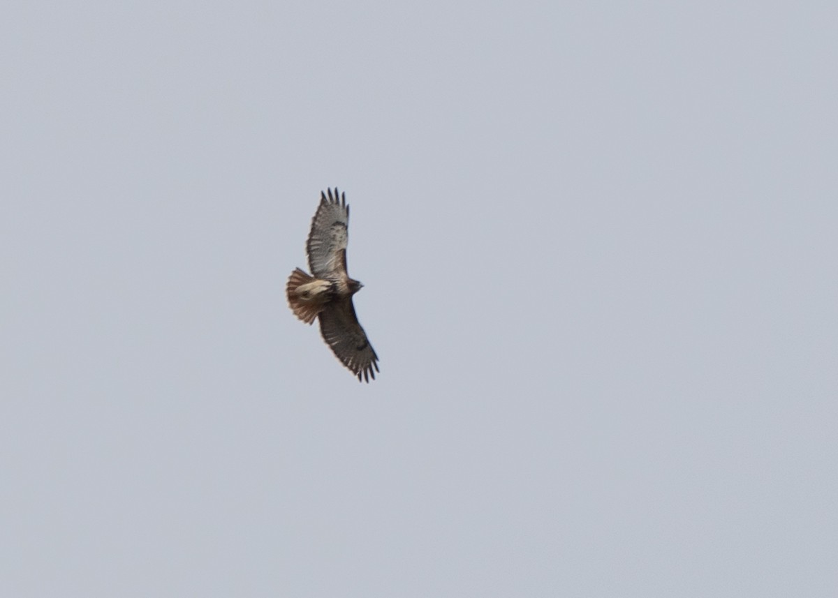 Red-tailed Hawk - Jake Nafziger