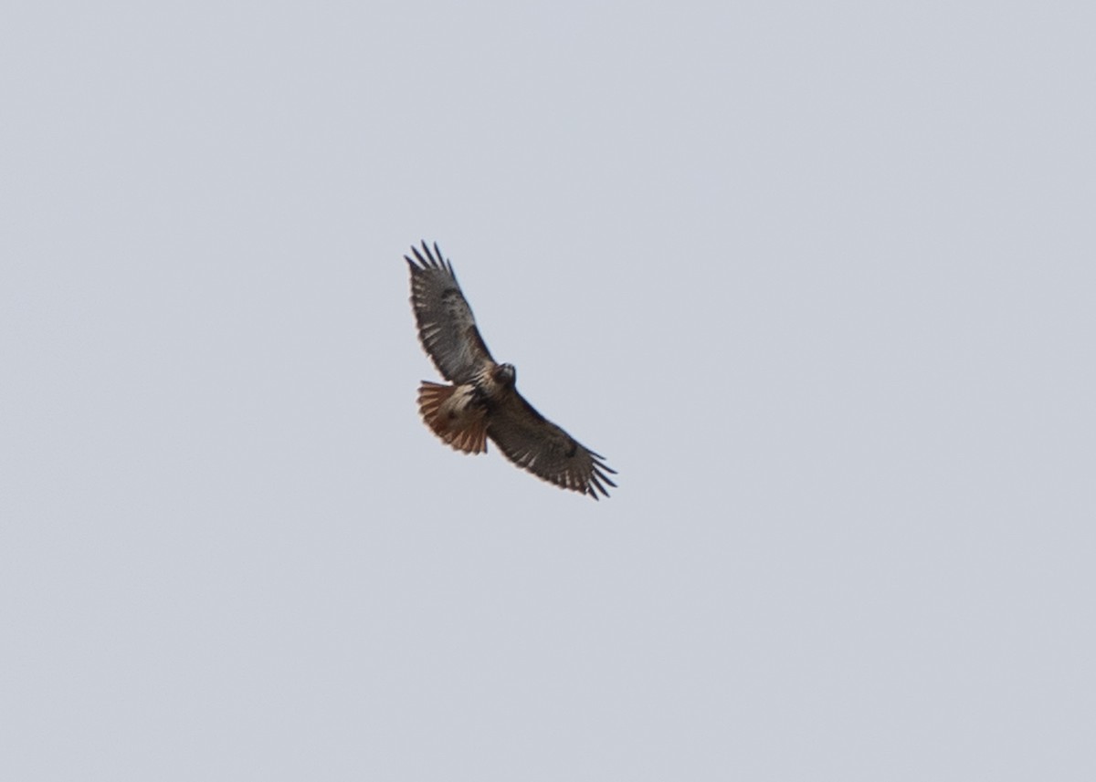 Red-tailed Hawk - Jake Nafziger