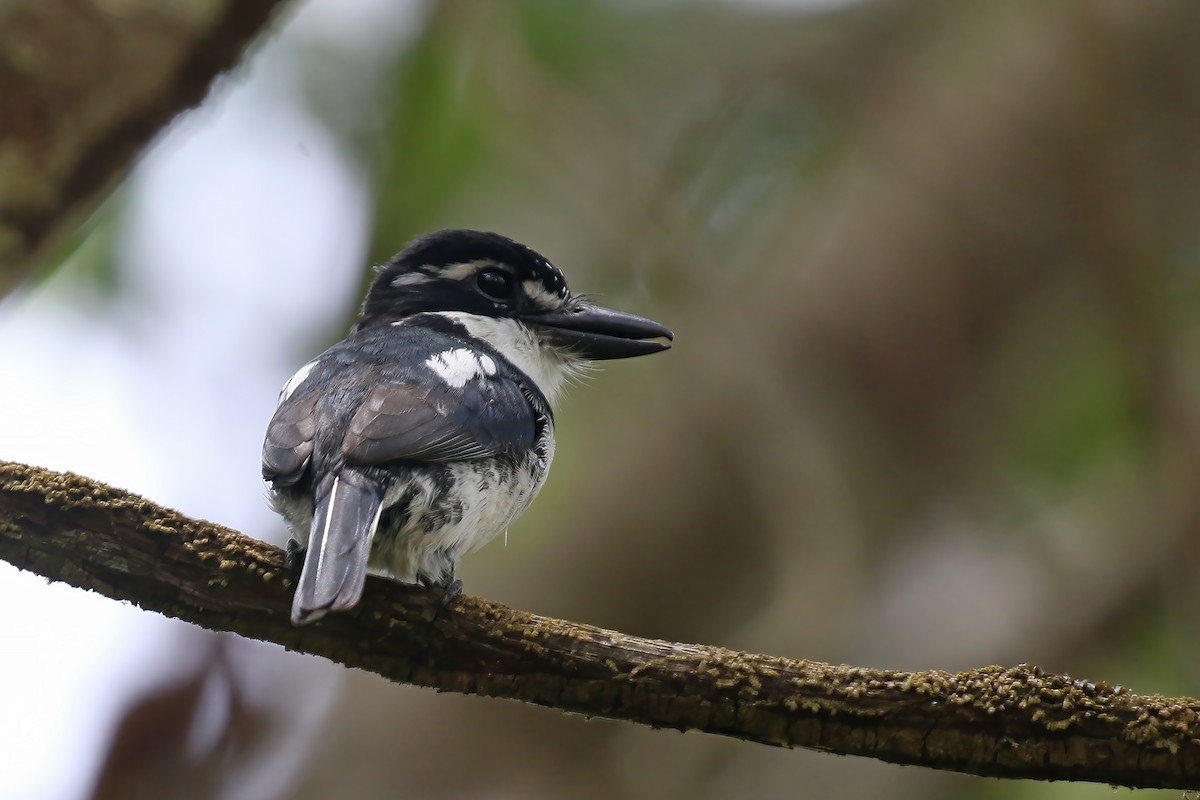 Pied Puffbird - ML610646548