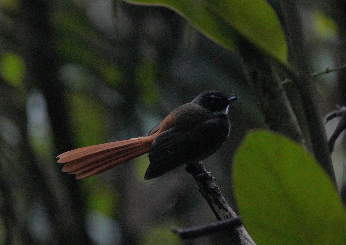 Rufous-tailed Fantail - ML610646549