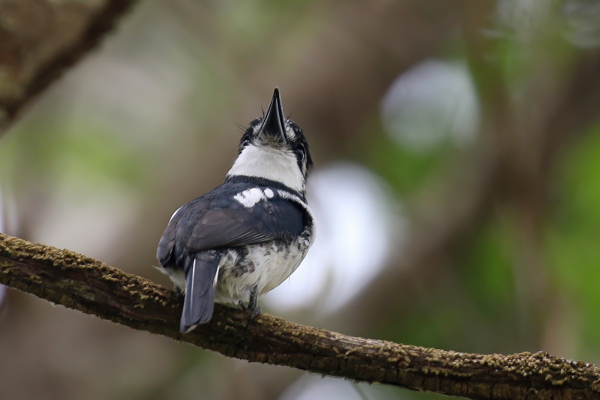 Pied Puffbird - Greg Scyphers