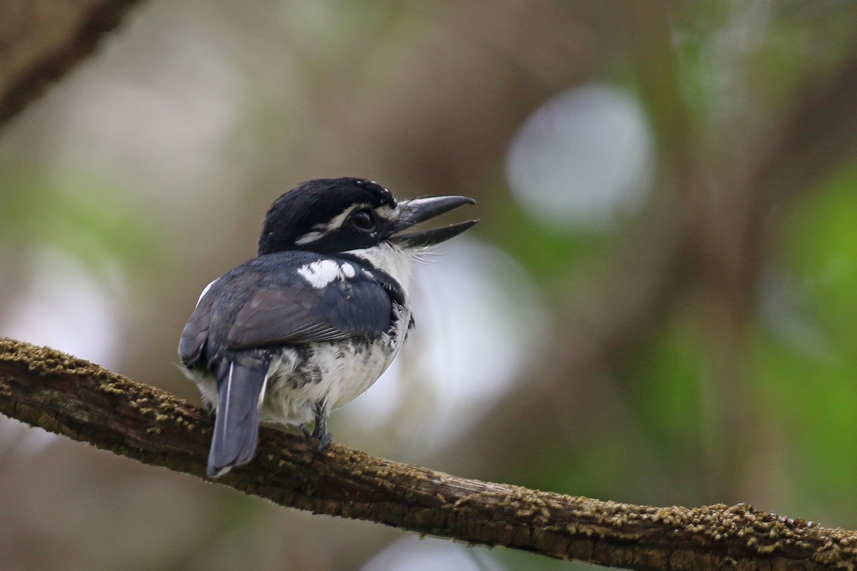 Pied Puffbird - Greg Scyphers