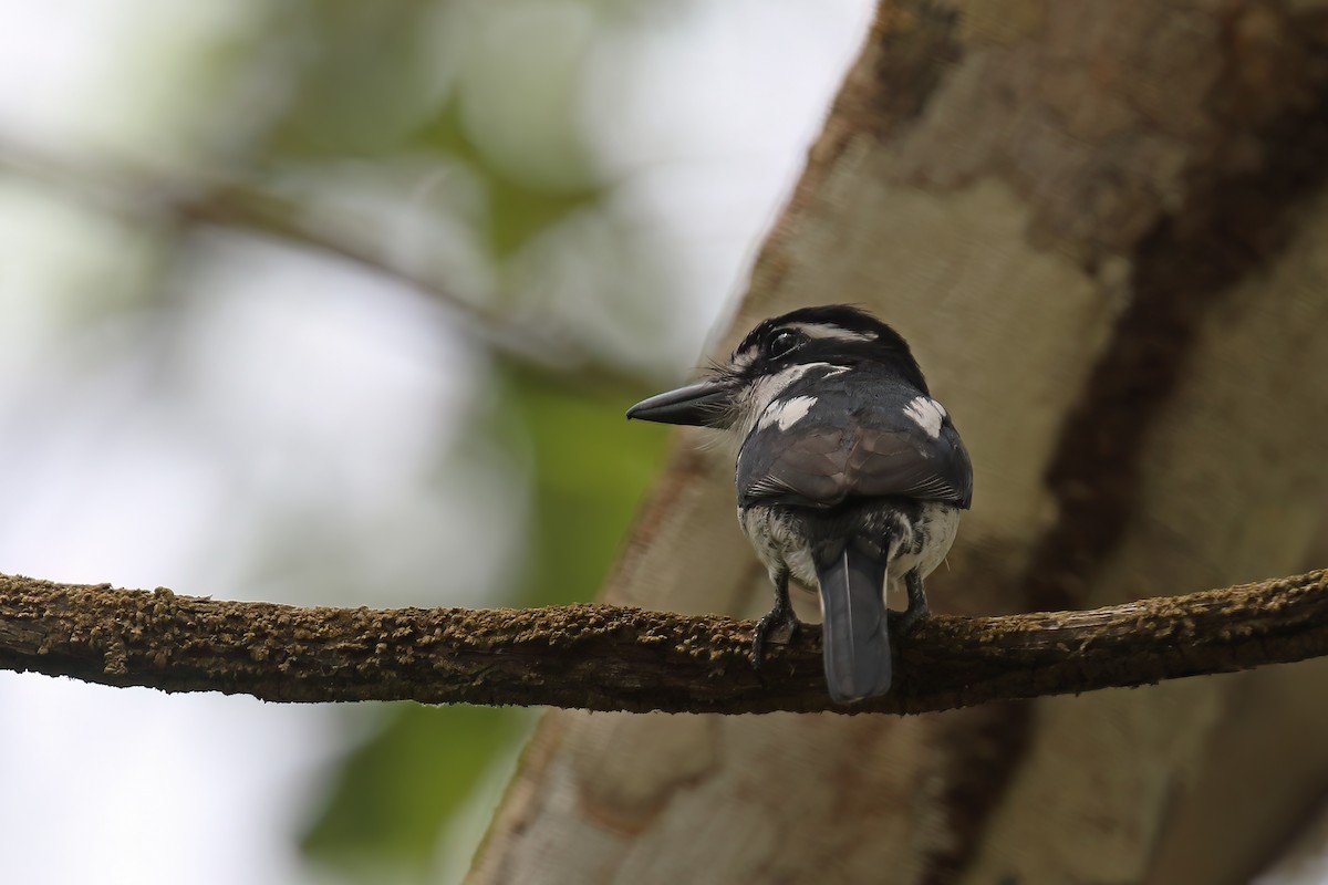 Pied Puffbird - Greg Scyphers