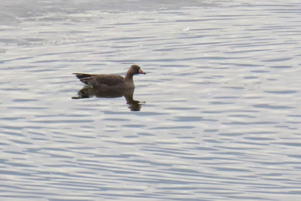 Greater White-fronted Goose - ML610646575