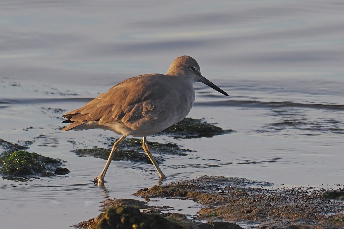 Willet - ML610646578