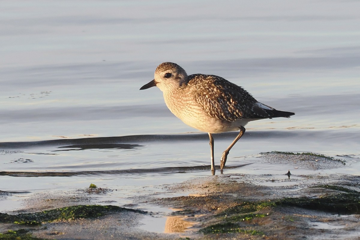 Black-bellied Plover - ML610646580