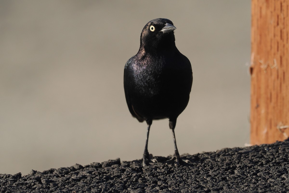 Brewer's Blackbird - Donna Pomeroy