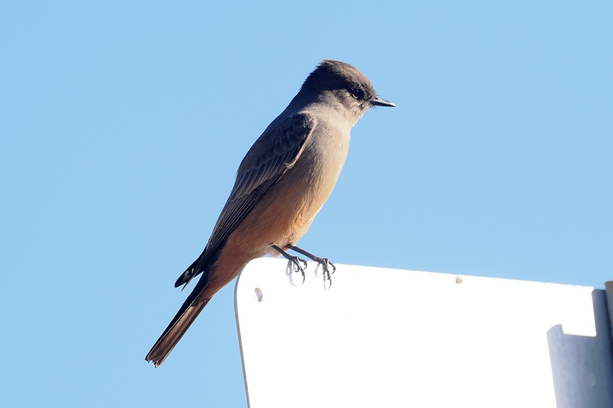 Say's Phoebe - ML610646705