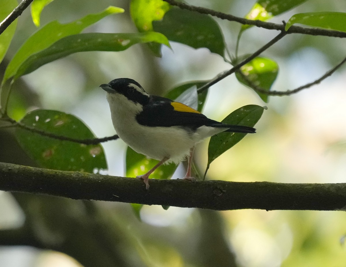 Pied Shrike-Babbler - ML610646743